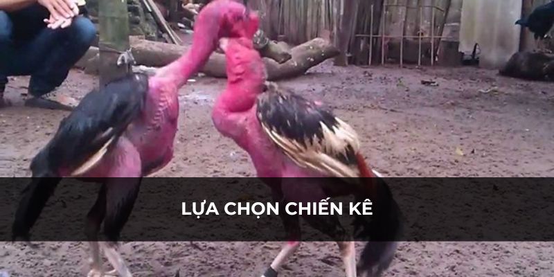 Cần chọn lọc kỹ trước khi đặt cược